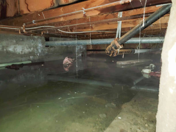 Best Mold removal after water damage  in Oswego, NY